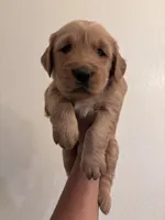 Golden 3 , a male Golden Retriever for sale in Tulare, CA – 1 of 1