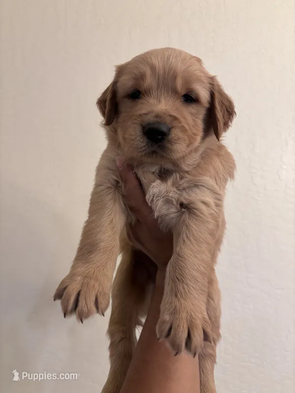 Golden 2 , a male Golden Retriever for sale in Tulare, CA – 1 of 1