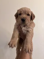 Golden 2 , a male Golden Retriever for sale in Tulare, CA – 1 of 1