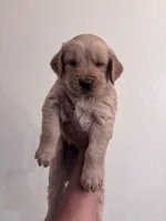 Golden 1 , a male Golden Retriever for sale in Tulare, CA – 1 of 1