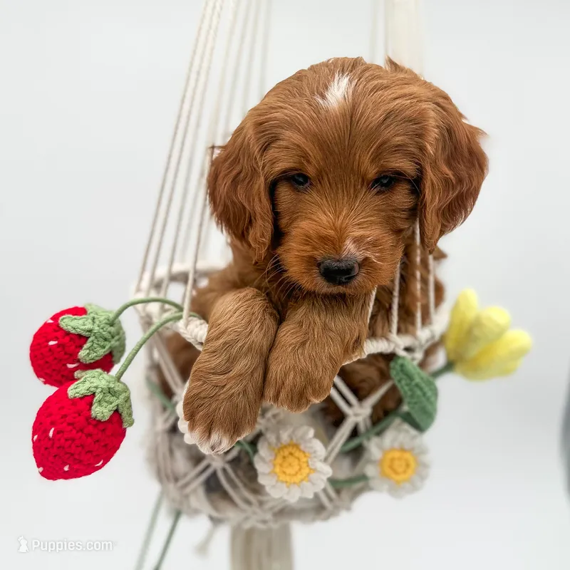 Rain – Miniature Goldendoodle puppy for sale in Wooster, OH