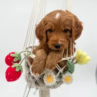 Rain, a male Miniature Goldendoodle for sale in Wooster, OH – 1 of 3