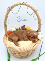 Rain, a male Miniature Goldendoodle for sale in Wooster, OH – 3 of 3