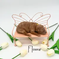 Flower, a female Miniature Goldendoodle for sale in Wooster, OH – 3 of 3