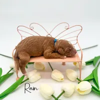 Rain, a male Miniature Goldendoodle for sale in Wooster, OH – 2 of 3