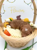 Flower, a female Miniature Goldendoodle for sale in Wooster, OH – 2 of 3