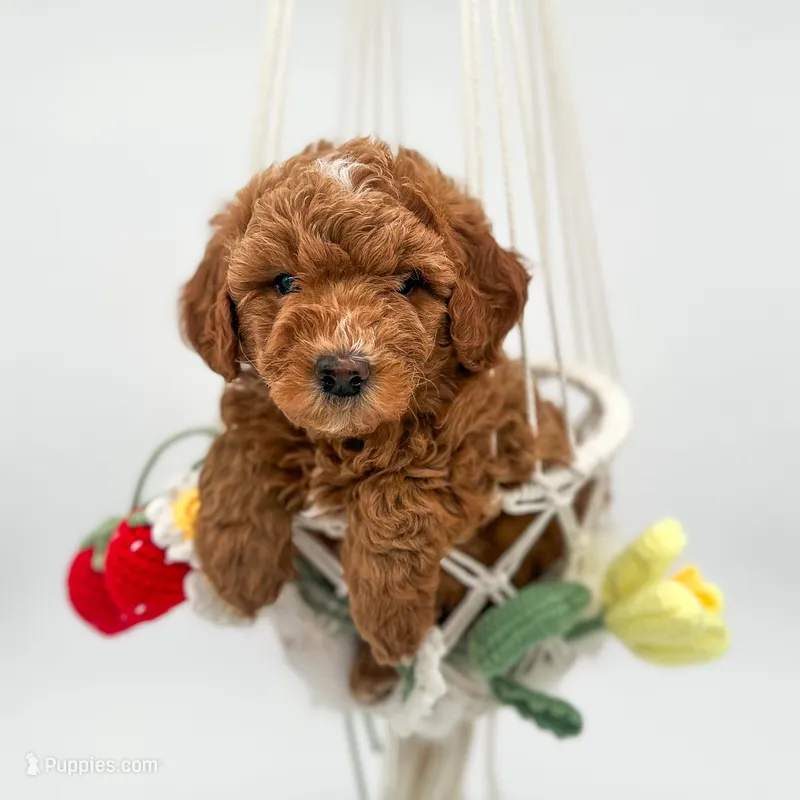 Flower – Miniature Goldendoodle puppy for sale in Wooster, OH