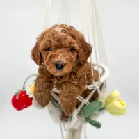 Flower, a female Miniature Goldendoodle for sale in Wooster, OH – 1 of 3