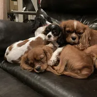 processed/10449291-7591-4a9e-ac3c-8384bf4bb2f2/facility/0d193701-5074-4da9-84bc-4c3543aa375e