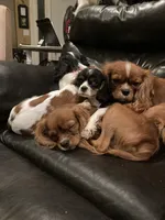 processed/10449291-7591-4a9e-ac3c-8384bf4bb2f2/facility/0d193701-5074-4da9-84bc-4c3543aa375e