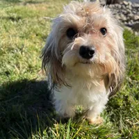 Winnie, a female Cavapoo for sale in Soulsbyville, CA – Photo 3 of 5