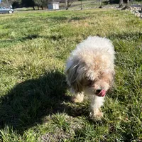 Winnie, a female Cavapoo for sale in Soulsbyville, CA – Photo 4 of 5