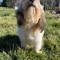 Winnie, a female Cavapoo for sale in Soulsbyville, CA – Photo 5 of 5