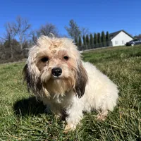 Winnie, a female Cavapoo for sale in Soulsbyville, CA – Photo 2 of 5