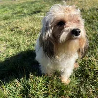 Winnie, a female Cavapoo for sale in Soulsbyville, CA – Photo 1 of 5
