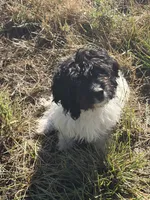 Duke , a male Cavapoo for sale in Soulsbyville, CA – 2 of 2
