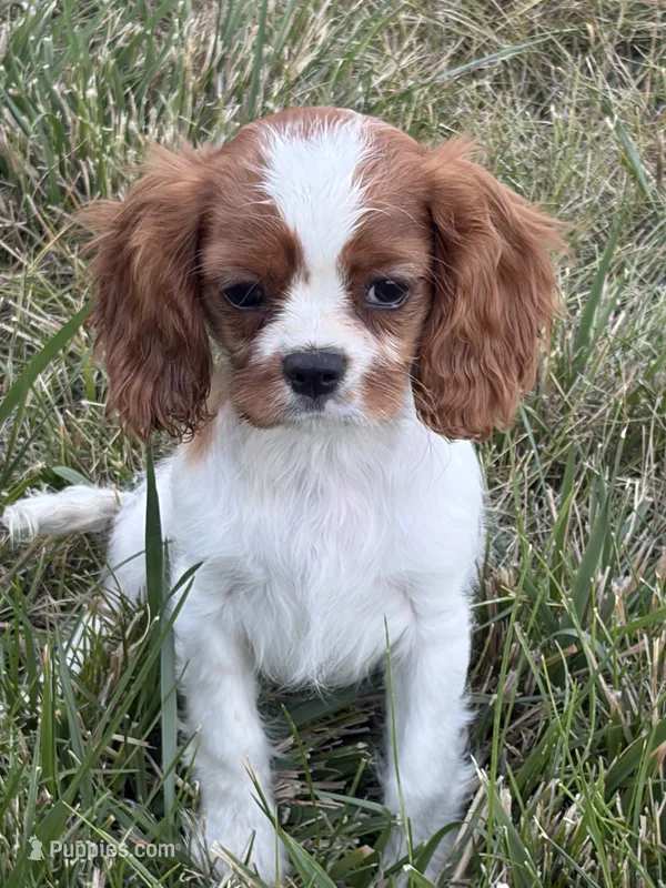 Elsa – Cavalier King Charles Spaniel puppy for sale in Soulsbyville, CA