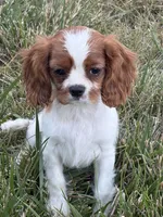 Elsa, a female Cavalier King Charles Spaniel for sale in Soulsbyville, CA – 1 of 2