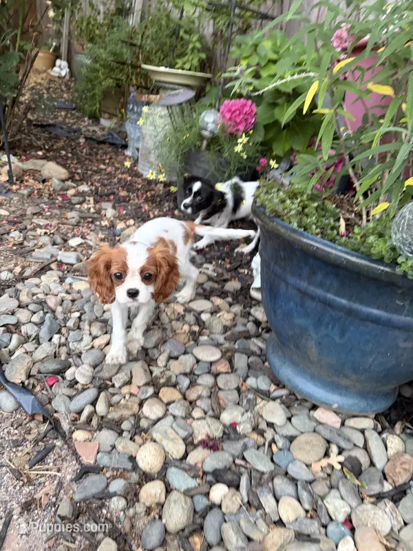 Penny  – Cavalier King Charles Spaniel puppy for sale in Soulsbyville, CA
