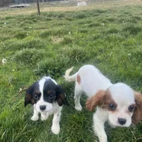 Charlie, a male Cavalier King Charles Spaniel for sale in Soulsbyville, CA – Photo 6 of 8