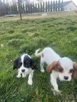 Charlie, a male Cavalier King Charles Spaniel for sale in Soulsbyville, CA – Photo 6 of 8
