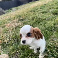 Charlie, a male Cavalier King Charles Spaniel for sale in Soulsbyville, CA – Photo 7 of 8