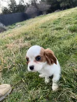 Charlie, a male Cavalier King Charles Spaniel for sale in Soulsbyville, CA – Photo 7 of 8