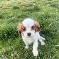 Charlie, a male Cavalier King Charles Spaniel for sale in Soulsbyville, CA – Photo 1 of 8