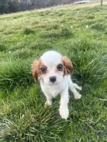 Charlie, a male Cavalier King Charles Spaniel for sale in Soulsbyville, CA – Photo 1 of 8