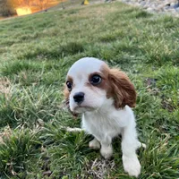 Charlie, a male Cavalier King Charles Spaniel for sale in Soulsbyville, CA – Photo 2 of 8