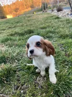 Charlie, a male Cavalier King Charles Spaniel for sale in Soulsbyville, CA – Photo 2 of 8