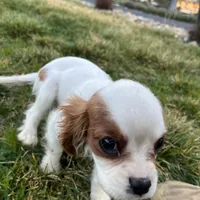 Charlie, a male Cavalier King Charles Spaniel for sale in Soulsbyville, CA – Photo 5 of 8