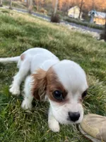 Charlie, a male Cavalier King Charles Spaniel for sale in Soulsbyville, CA – Photo 5 of 8