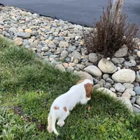 Charlie, a male Cavalier King Charles Spaniel for sale in Soulsbyville, CA – Photo 4 of 8
