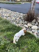 Charlie, a male Cavalier King Charles Spaniel for sale in Soulsbyville, CA – Photo 4 of 8