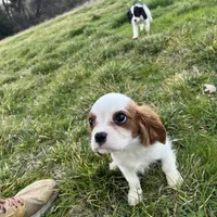 Charlie, a male Cavalier King Charles Spaniel for sale in Soulsbyville, CA – Photo 3 of 8