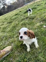 Charlie, a male Cavalier King Charles Spaniel for sale in Soulsbyville, CA – Photo 3 of 8