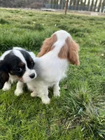 Charlie, a male Cavalier King Charles Spaniel for sale in Soulsbyville, CA – Photo 8 of 8