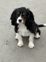 Tiana, a female Cavalier King Charles Spaniel for sale in Soulsbyville, CA – 4 of 4