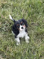 Jasmine, a female Cavalier King Charles Spaniel for sale in Soulsbyville, CA – 2 of 2