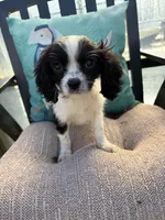 Dottie, a male Cavapoo for sale in Soulsbyville, CA – 3 of 3