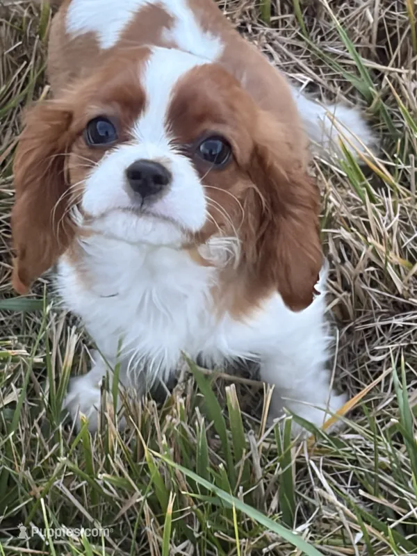 Bert – Cavalier King Charles Spaniel puppy for sale in Soulsbyville, CA