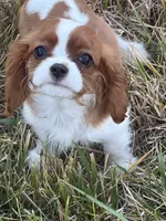 Bert, a male Cavalier King Charles Spaniel for sale in Soulsbyville, CA – 1 of 1
