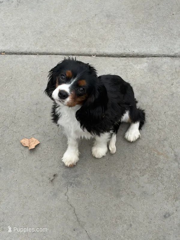 Tiana – Cavalier King Charles Spaniel puppy for sale in Soulsbyville, CA