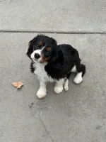 Tiana, a female Cavalier King Charles Spaniel for sale in Soulsbyville, CA – 1 of 4