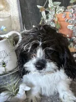 Darla, a female Cavapoo for sale in Soulsbyville, CA – 3 of 4