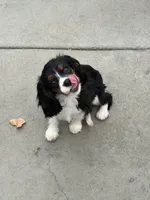 Tiana, a female Cavalier King Charles Spaniel for sale in Soulsbyville, CA – 2 of 4