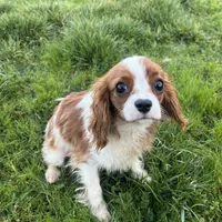 Teddy, a male Cavalier King Charles Spaniel for sale in Soulsbyville, CA – Photo 6 of 6