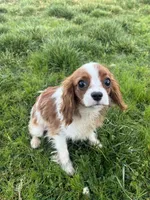 Teddy, a male Cavalier King Charles Spaniel for sale in Soulsbyville, CA – Photo 6 of 6