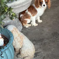 Teddy, a male Cavalier King Charles Spaniel for sale in Soulsbyville, CA – Photo 3 of 6